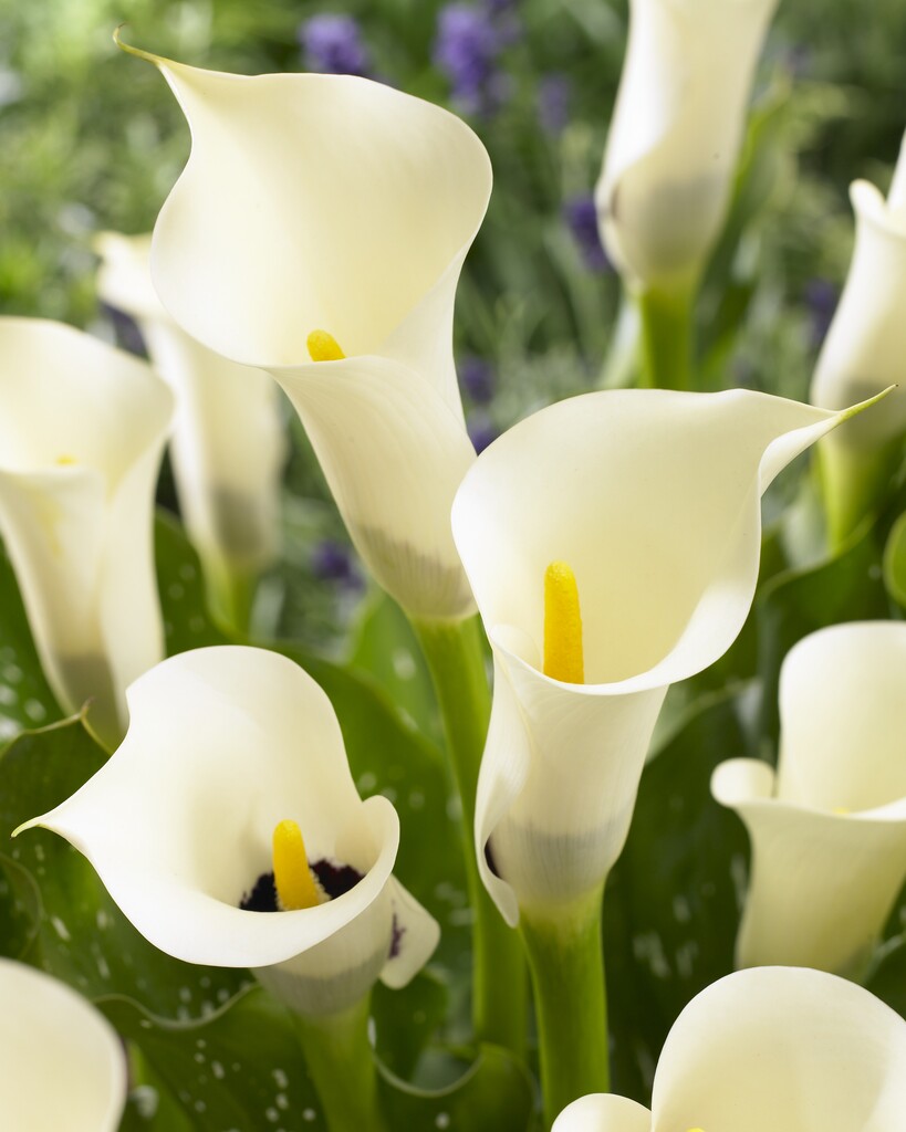 Zantedeschia Black Eyed Beauty 1-pakning
